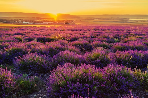 Campo de lavanda ao pôr do sol. grande paisagem de verão.