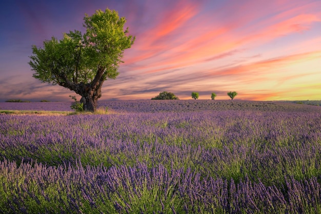 Campo de lavanda ao pôr do sol Valensole