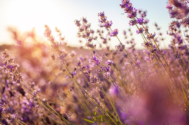 Campo de lavanda ao pôr do sol