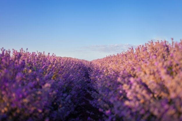 Campo de lavanda ao pôr do sol