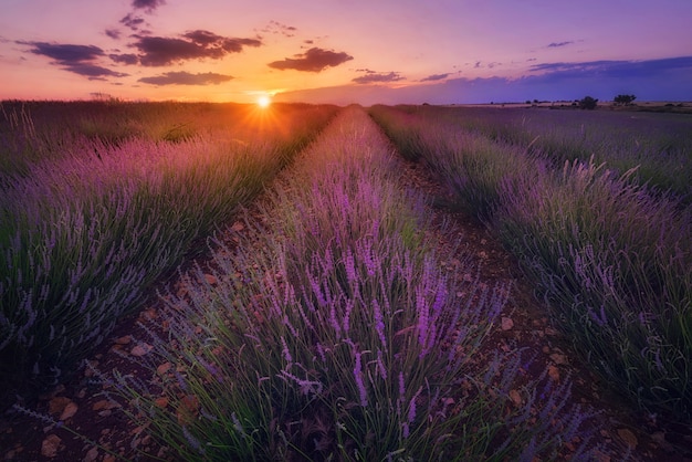 Campo de lavanda ao pôr do sol