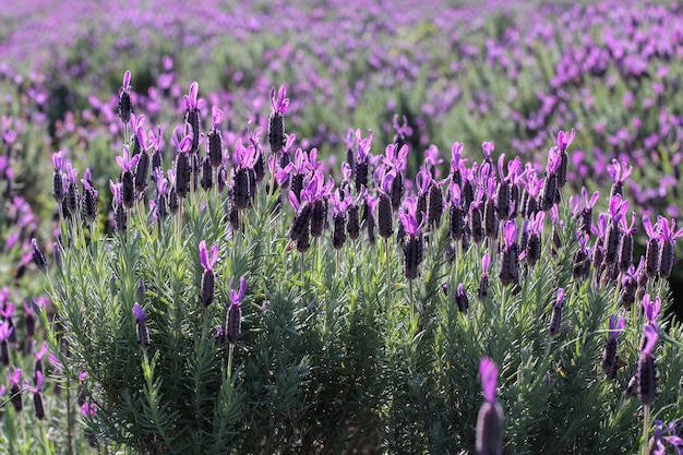 Campo de lavanda australiano