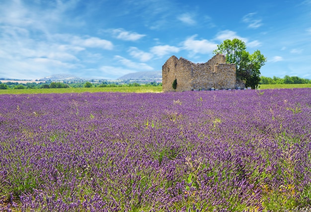 Campo de lavanda com casa velha