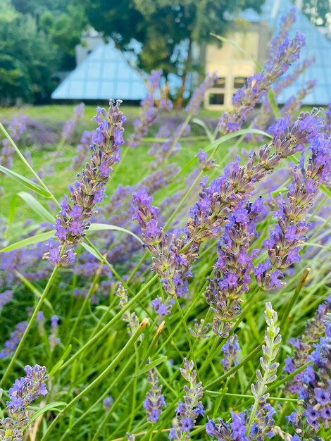 campo de lavanda com céu azul, fundo e textura