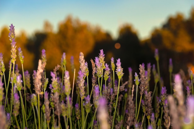 Campo de lavanda com pôr do sol ao fundo