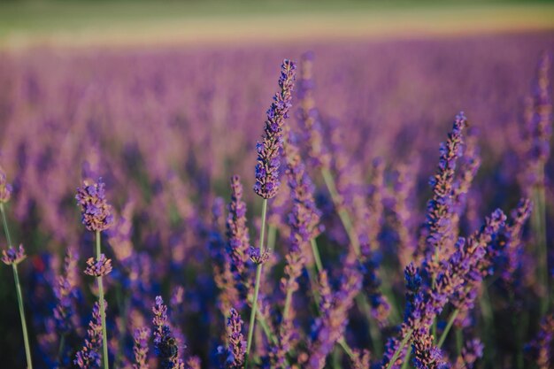 Campo de lavanda de perto