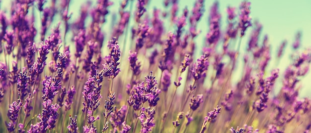 Campo de lavanda desabrocham. flores do verão