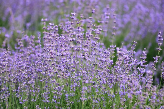 Campo de lavanda desabrocham.