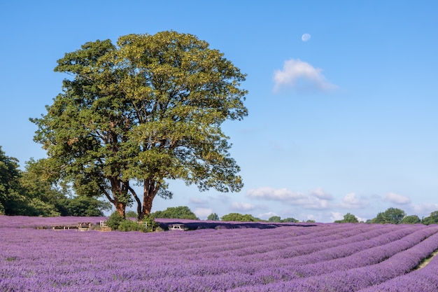 Campo de lavanda em Banstead