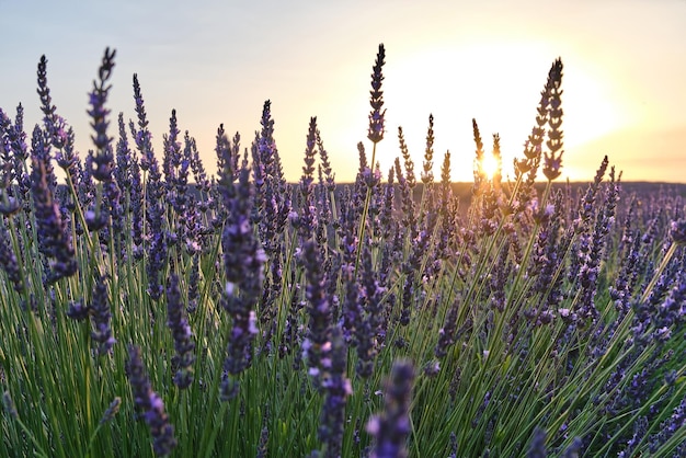 Campo de lavanda em flor ao pôr do sol Provence França