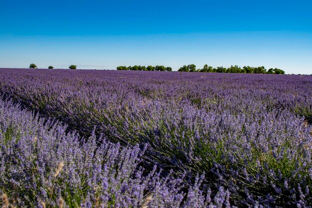 Campo de lavanda em um lindo dia de verão