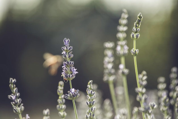 Campo de lavanda embaçado