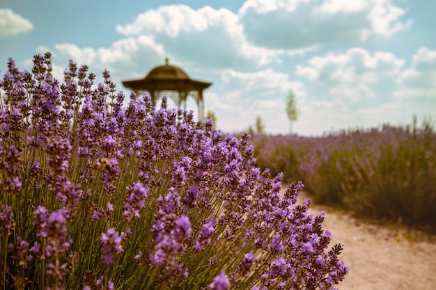 Campo de lavanda florescendo com lindo céu nublado