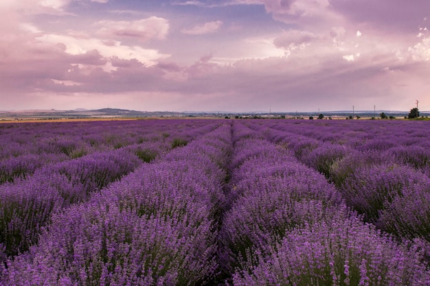 Campo de lavanda lilás ao pôr do sol e grossas nuvens rosa Bulgária