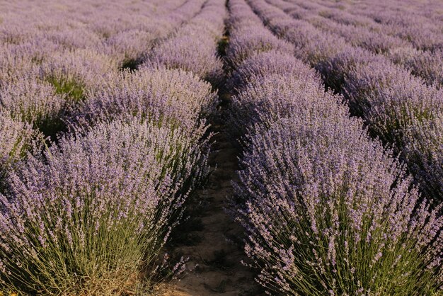 Campo de lavanda Lindas flores de lavanda closeup