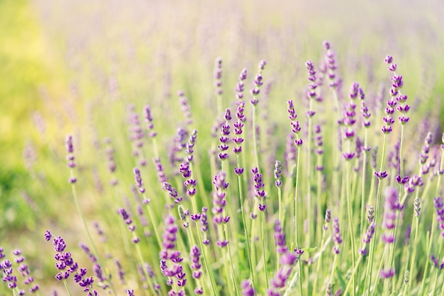 campo de lavanda manhã verão desfoque fundo Verão lavanda fundo floral