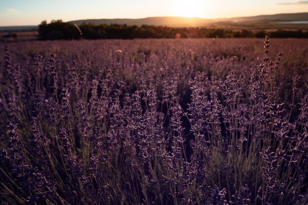 Campo de lavanda no horário do pôr do sol de verão