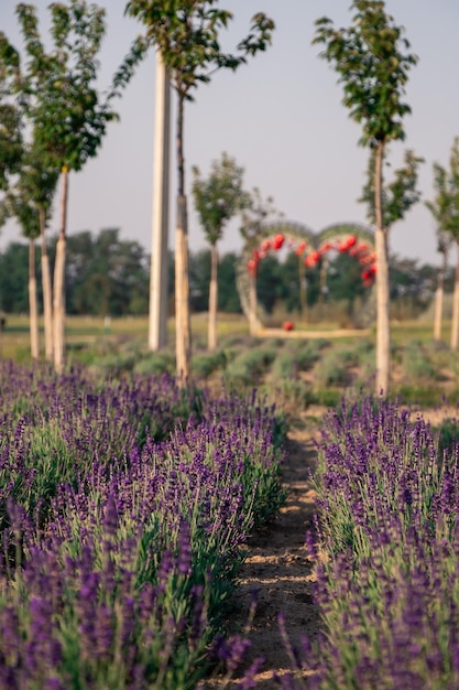 Campo de lavanda no parque