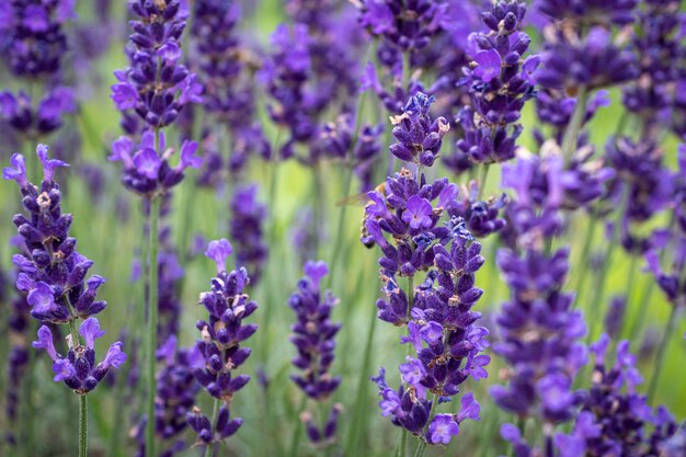 Campo de lavanda no verão