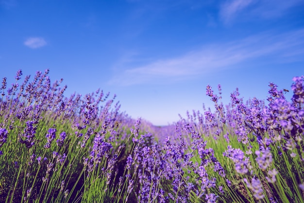 Campo de lavanda no verão