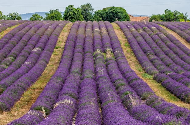 Campo de lavanda pitoresco na natureza