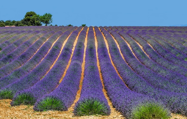 Campo de lavanda pitoresco na natureza