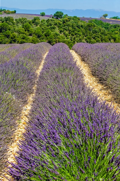 Campo de lavanda pitoresco na natureza