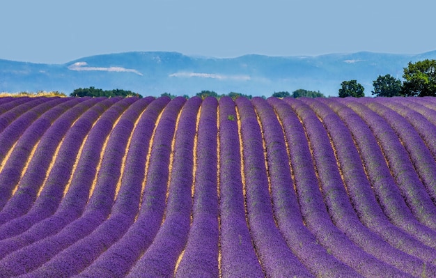 Campo de lavanda pitoresco na natureza