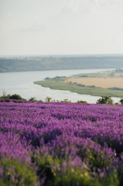 Campo de lavanda roxo de verão