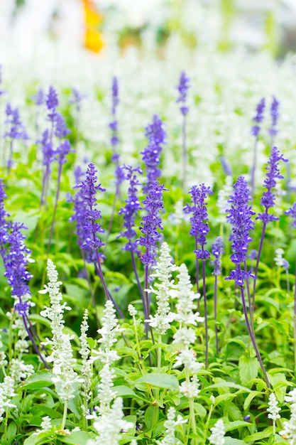 Campo de lavanda verde no verão.