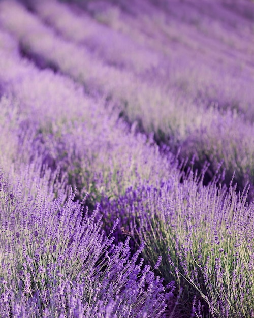 campo de lavanda violeta em padrão de flor. Viagens, conceito de natureza