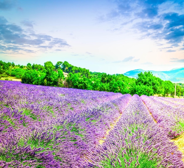 campo de lavanda