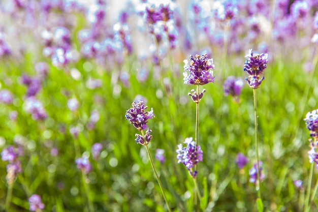 Campo de lavanda