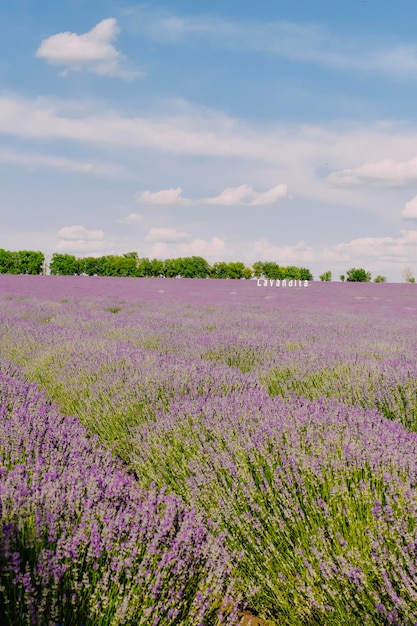 Campo de lavanda