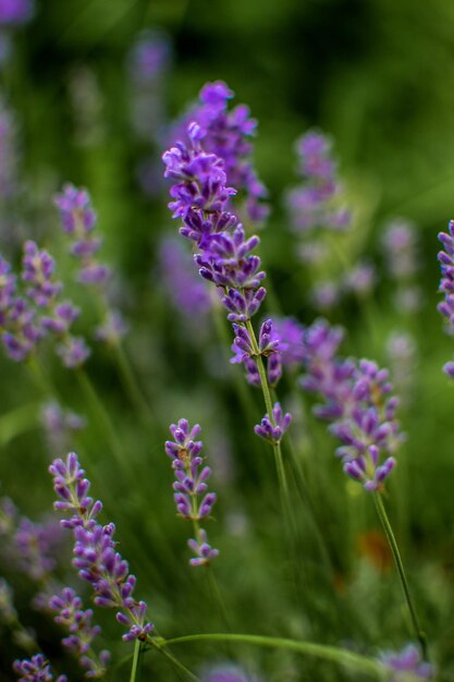 Campo de lavanda