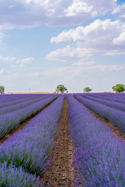 campo de lavanda