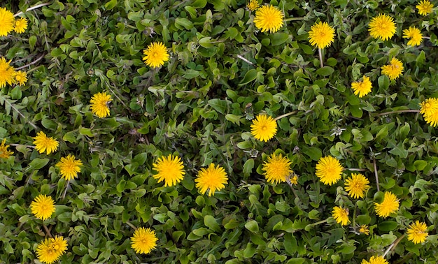 Campo de leão. flores amarelas da primavera