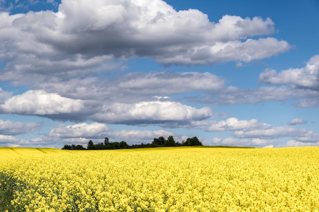 Campo de linda primavera dourada flor de colza com céu azul