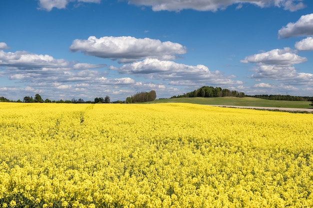 Campo de linda primavera dourada flor de colza com céu azul