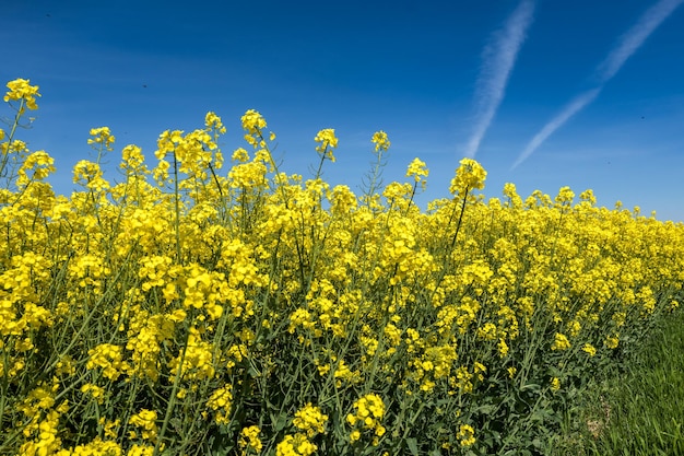 Campo de linda primavera dourada flor de colza com céu azul