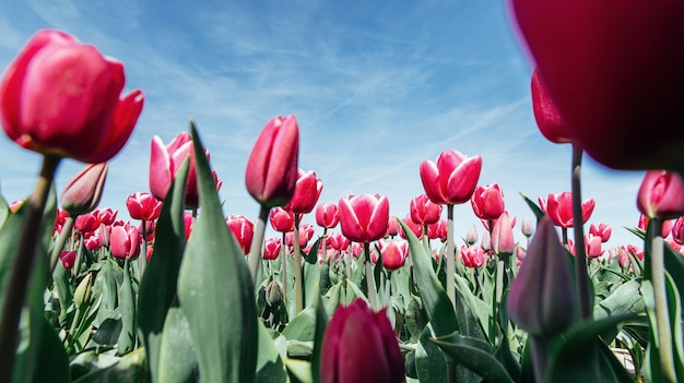 Campo de lindas tulipas na holanda