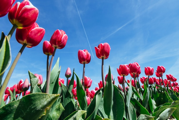 Campo de lindas tulipas na Holanda