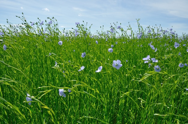 Campo de linho em flor na primavera