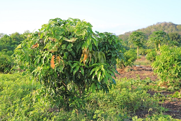 Campo de manga crescente no vale da tailândia