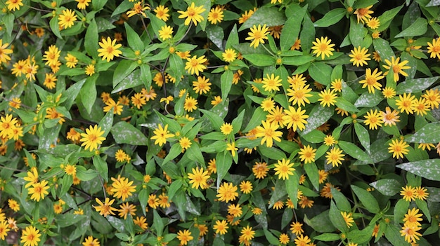 Campo de Melampodium planta flor amarela e folhas verdes florescendo no jardim