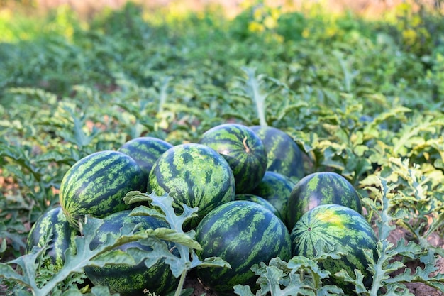 Campo de melancia com melancia fruta melancia fresca no solo agricultura jardim fazenda de melancia com planta de árvore de folha colhendo melancias no campo