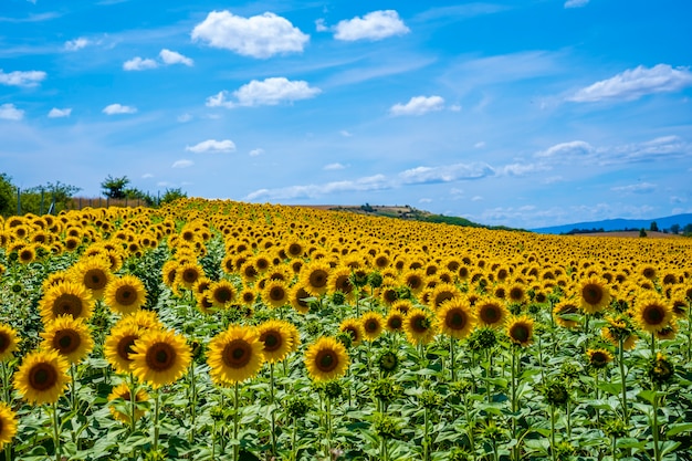 Campo de milhares de girassóis aberto no verão olhando para o sol