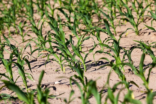 Campo de milho. Campo agrícola de primavera com milho jovem na temporada de primavera. Bielo-Rússia. fechar-se