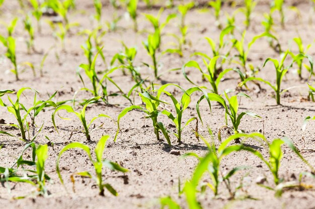 Campo de milho closeup