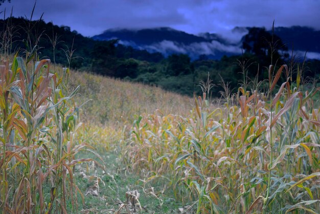 Campo de milho com nevoeiro de montanha ao fundo